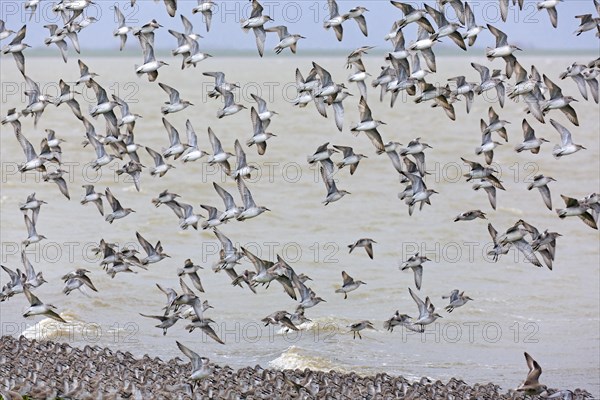 Red knots