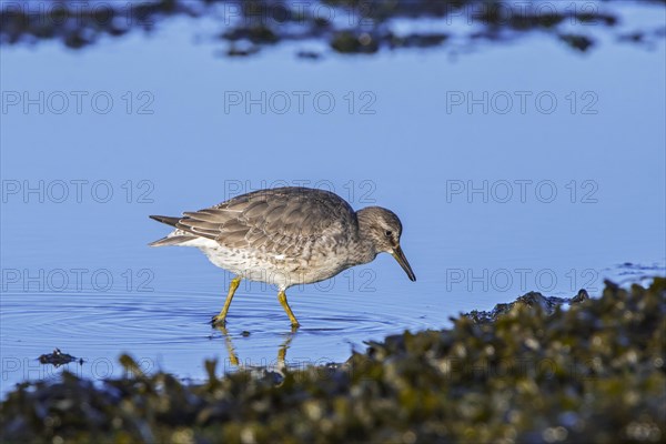 Red knot