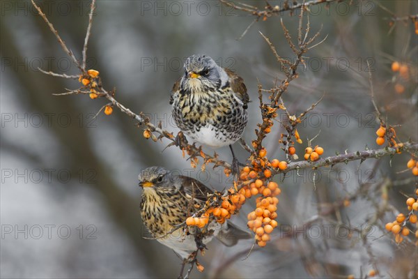 Fieldfares