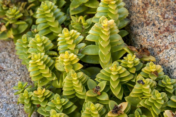 Sea sandwort