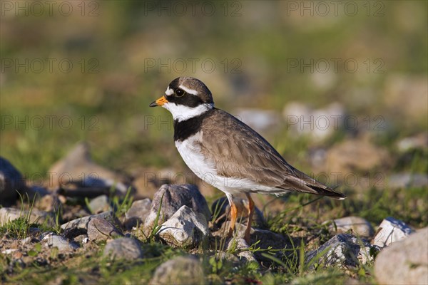 Common ringed plover