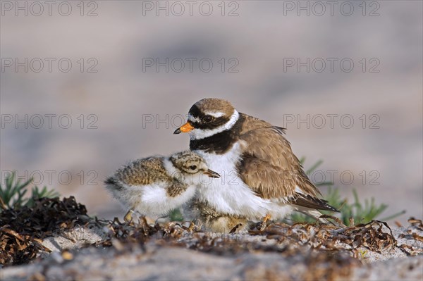 Common ringed plover