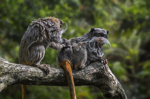 Two emperor tamarins