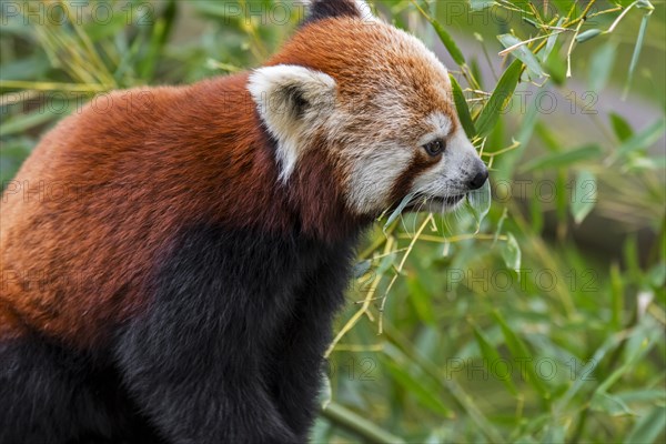 Red panda