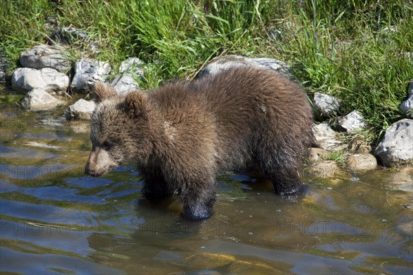 European brown bear