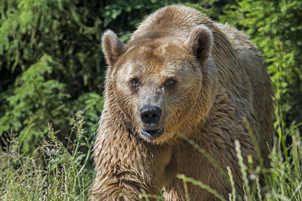 European brown bear