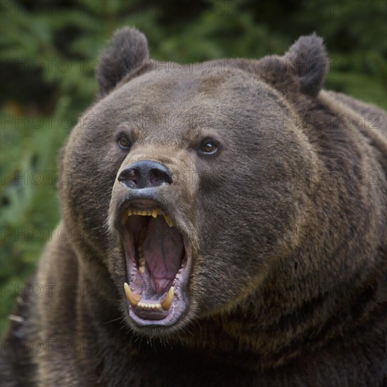 Close up of European brown bear