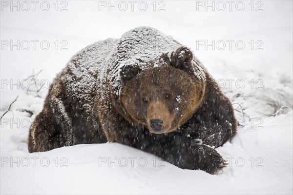 Brown bear