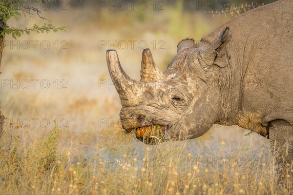 Black rhinoceros