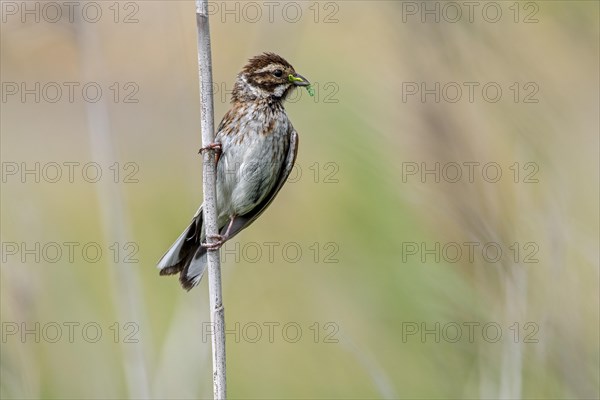 Common reed bunting