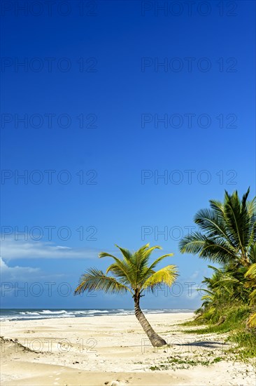 Coconut trees on the sand by the sea at the beautiful Sargi beach in Serra Grande on the coast of Bahia