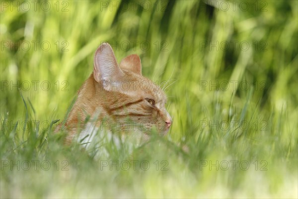 Young red tabby tomcat