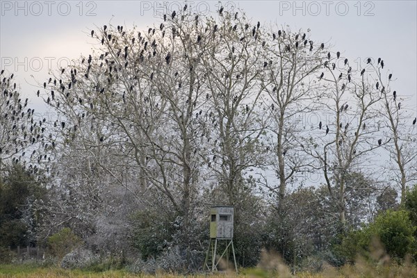 Colony of great cormorants