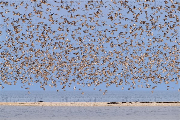 Red knot flock of red knots