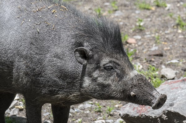 Visayan warty pig