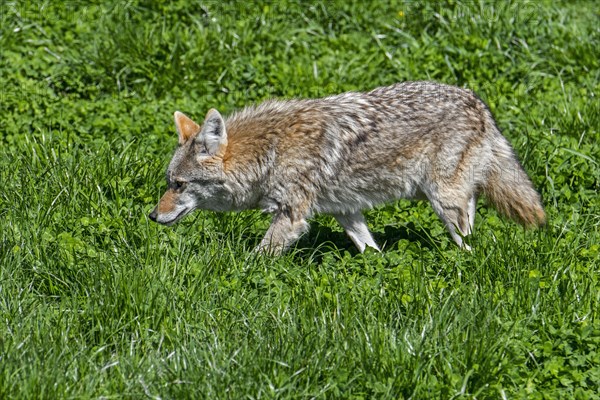 Coyote