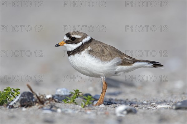 Common ringed plover