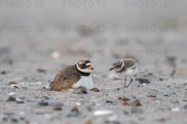 Common ringed plover