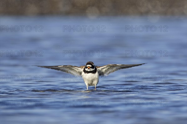 Common ringed plover