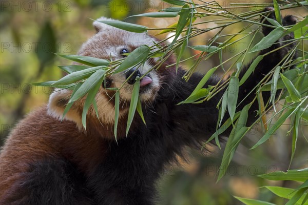 Red panda