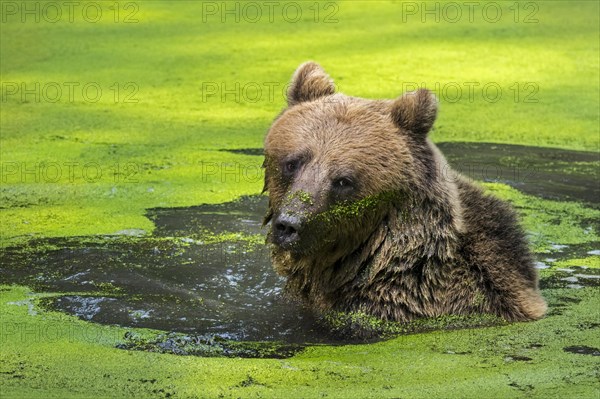 Brown bear