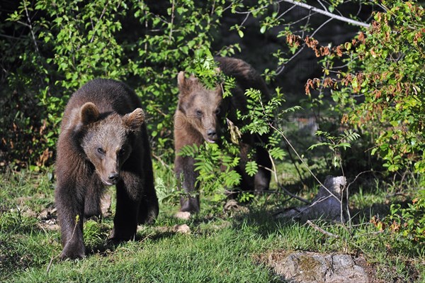 Two young Eurasian brown bears