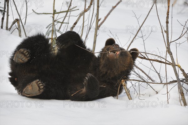 Two-year-old Eurasian brown bear