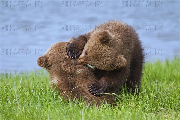 Two Eurasian brown bear