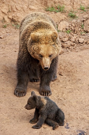 Eurasian brown bear