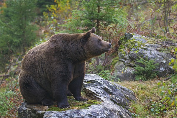 European brown bear