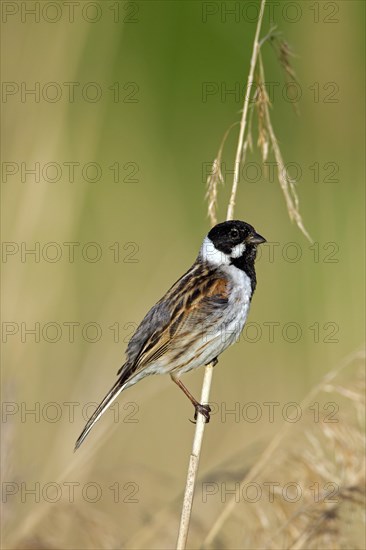 Common reed bunting