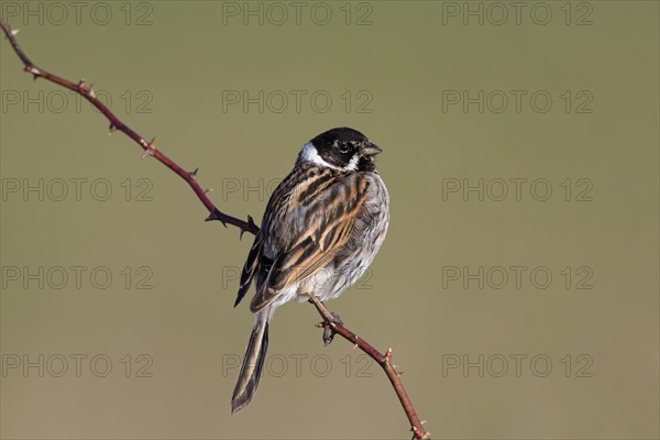 Common reed bunting