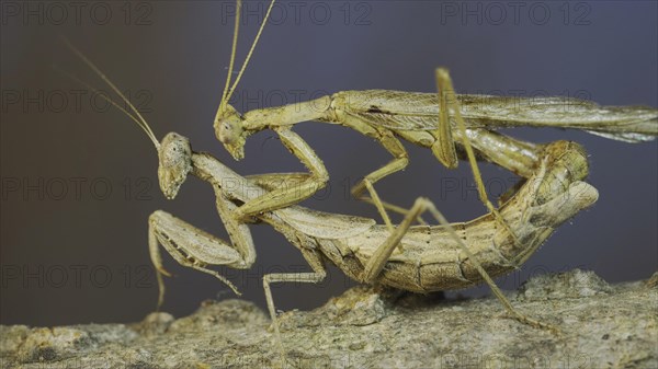 Clode-up of couple of praying mantis mating on tree branch. The mating process of praying mantises. Crimean praying mantis