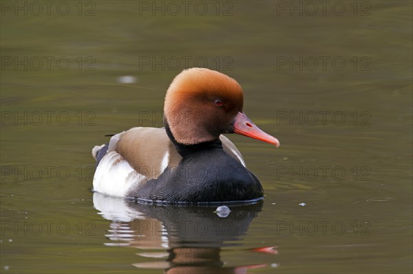 Red-crested pochard