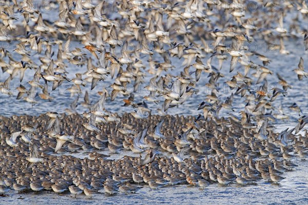 Red knot