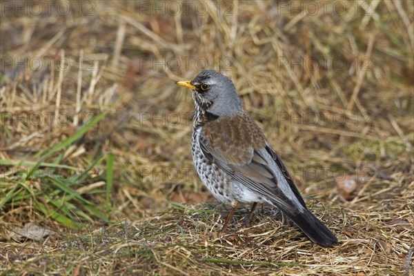 Fieldfare