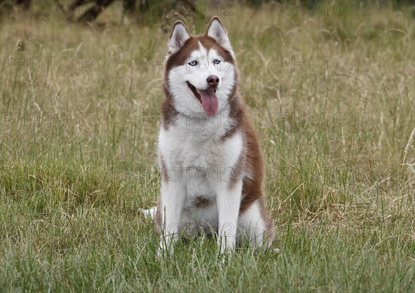 Siberian Husky