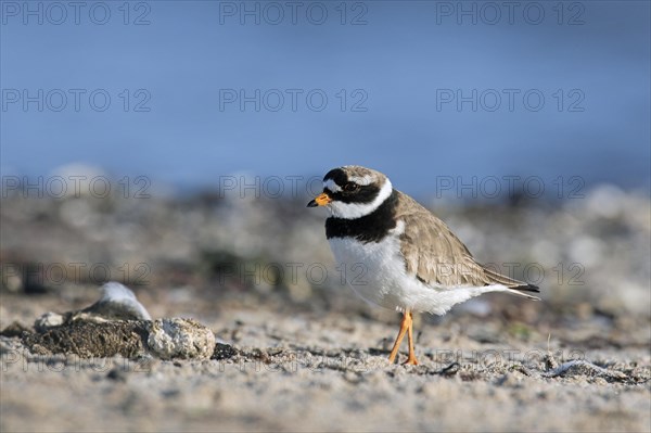 Common ringed plover