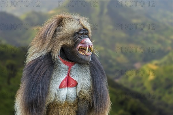 Male gelada baboon