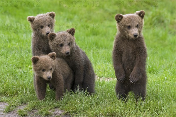 Four Eurasian brown bear