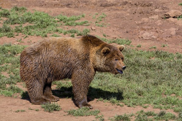 Portrait of Eurasian brown bear