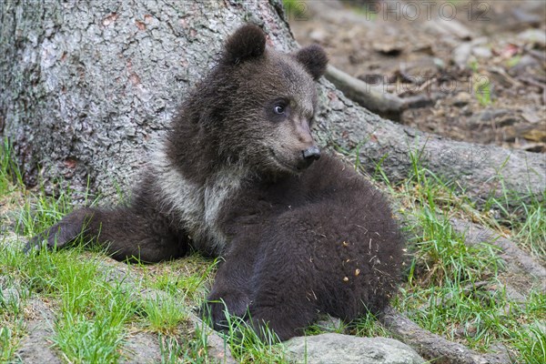 Brown bear