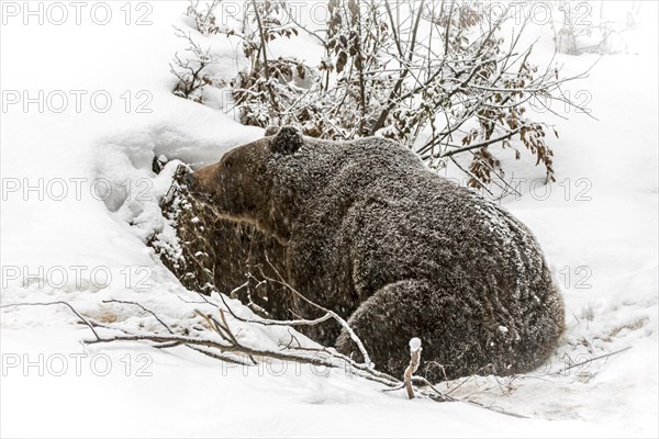 European brown bear