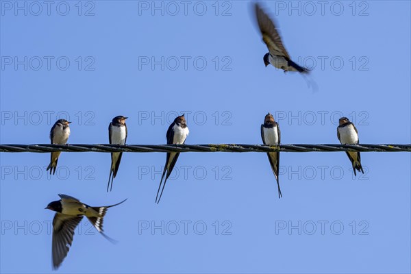 Barn swallows