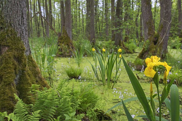 Alder carr showing black alder trees and aquatic plants like yellow flag