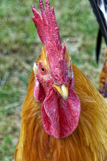 Domestic cock