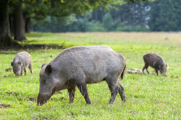 Wild boar