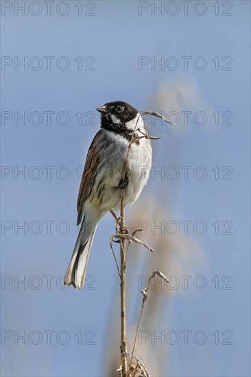 Common reed bunting