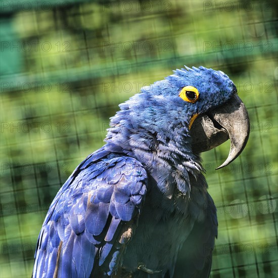 Hyacinth Macaw