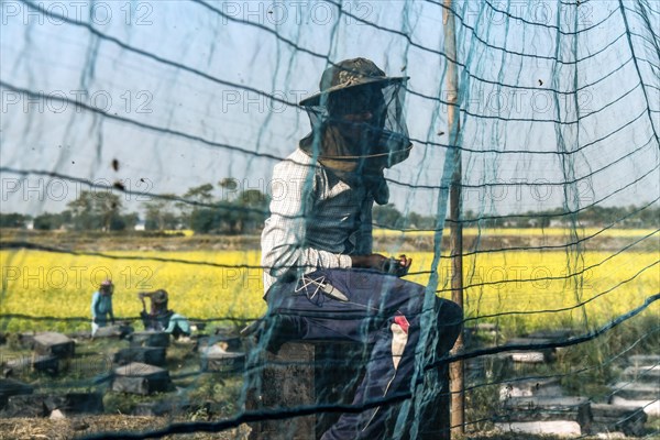 Bee keepers working in a bee farm near a mustards field in a village in Barpeta district of Assam in India on Wednesday 22 December 2021. The bee keeping business is one of the most profitable businesses in India. India has more than 3.5 million bee colonies. Indian apiculture market size is expected to reach a value of more than Rs. 30000 million by 2024